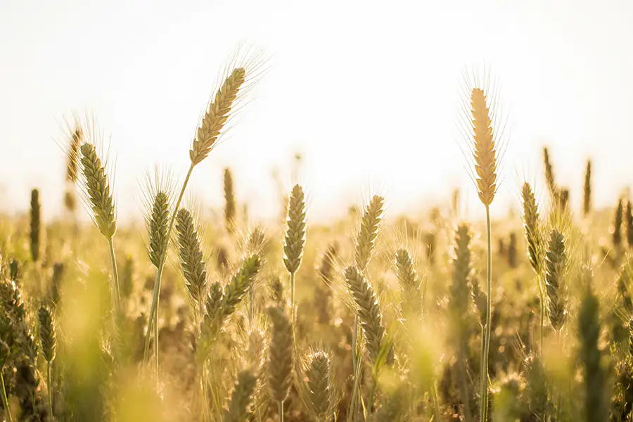 The 2022 sowing campaign is entering the home stretch