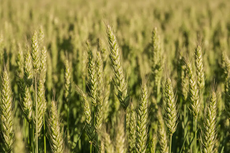 Right Bank regions begin harvesting