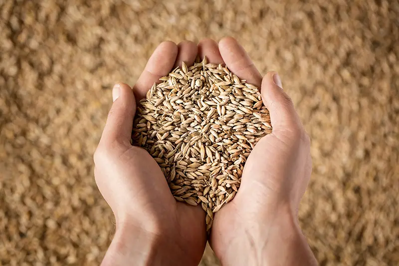 Saratov Region Ranked 2nd in the Volga Federal District by Agricultural Production Volume in 2025