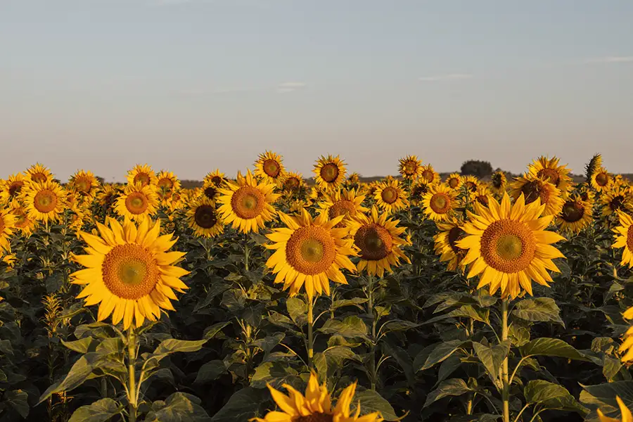 Saratov region began sunflower harvesting