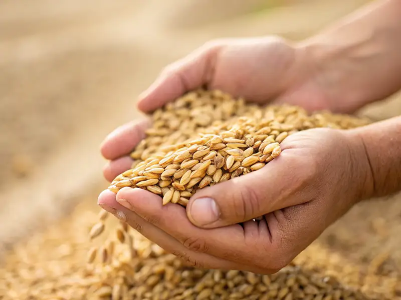Saratov farmers are breaking harvest records