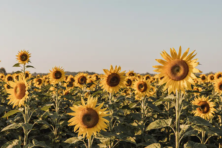 Saratov farmers harvested the first thousand tons of sunflower for the 2023 harvest
