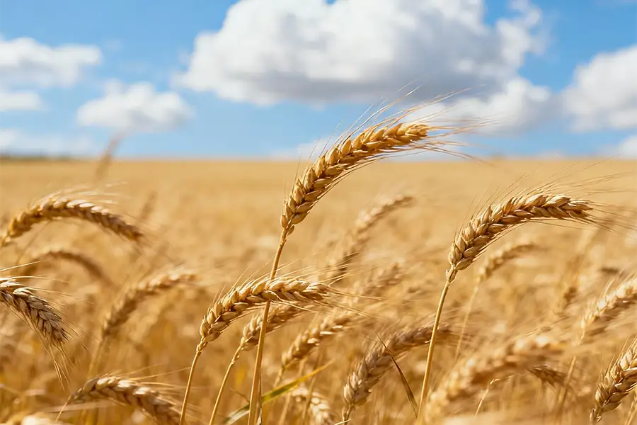 Participation in the exhibition “SARATOV-AGRO. FIELD DAY"