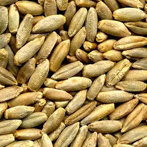 In 2024, the Saratov region entered the top 5 regions of Russia in terms of gross rye harvest