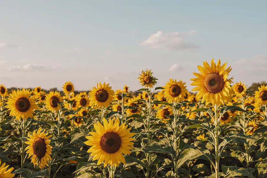 A million tons of sunflowers were harvested in the Saratov region