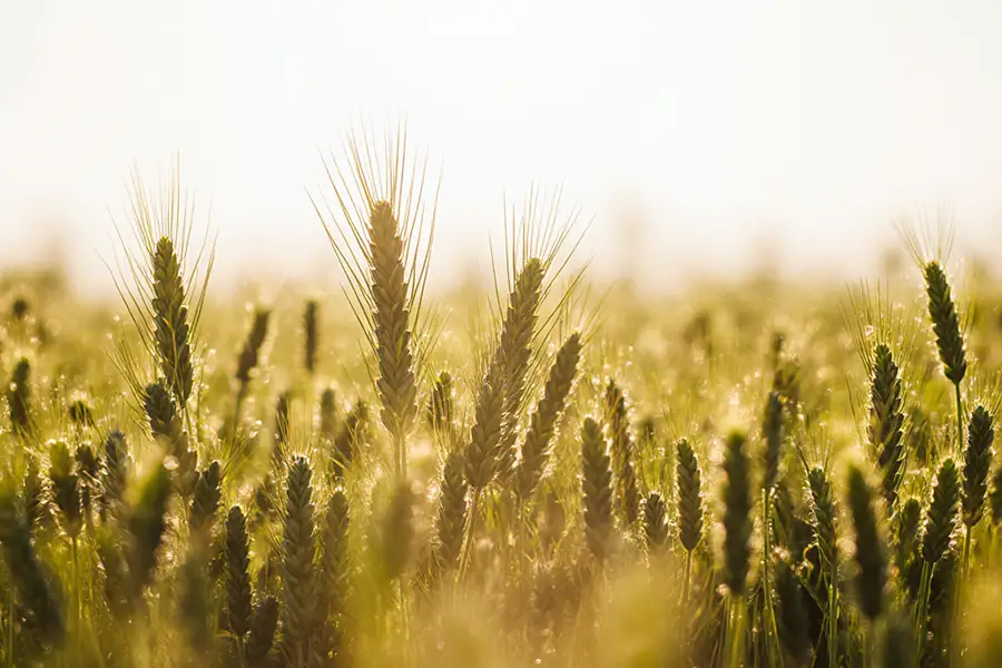 It is planned to collect at least 4.5 million tons of grain in the Saratov region