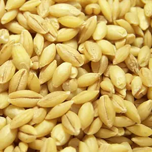 Barley