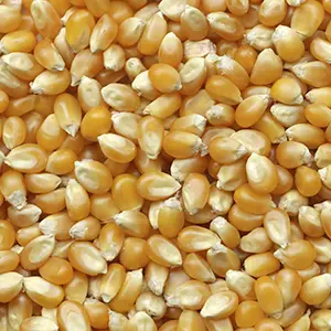 Corn/maize