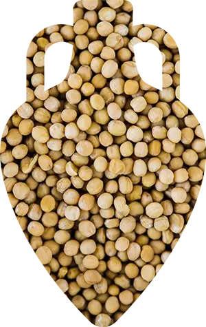 Pea
